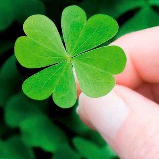 Trần Thị Như Hoa